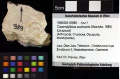 Foto (Objket + Etiketten) von Cracensigillatus acutirostris (Moericke, 1889) 